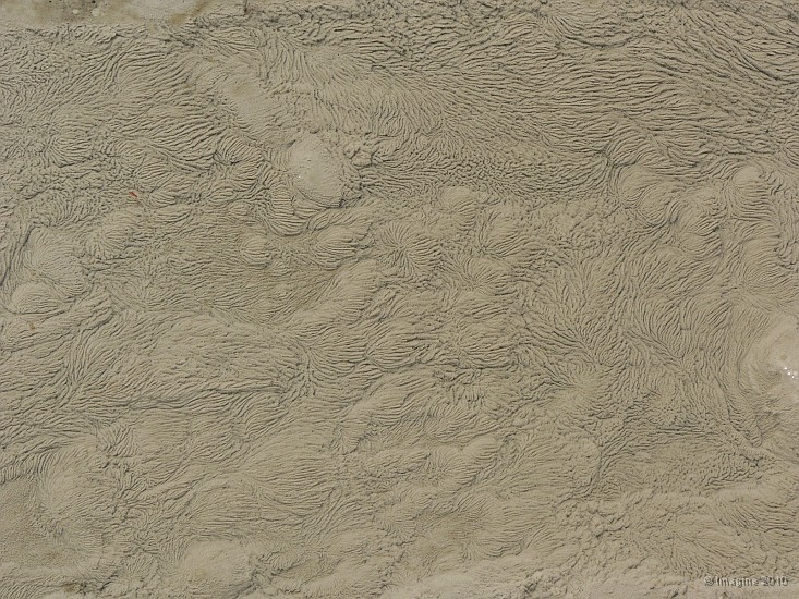 6.33- Des algues recouvertes de sediments ondulent dans l'eau.JPG